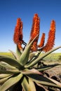 Aloe Ferox Plant Royalty Free Stock Photo