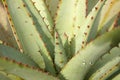 Aloe ferox spiny leaves Royalty Free Stock Photo
