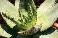 Aloe ferox variety plant