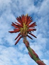 Aloe flower against the blue sky. Royalty Free Stock Photo