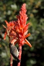 Aloe flower with bird