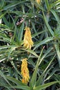 Aloe flower, a genus of monocots native to the hot and arid regions