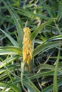 Aloe flower, a genus of monocots native to the hot and arid regions