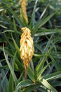 Aloe flower, a genus of monocots native to the hot and arid regions Royalty Free Stock Photo