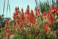 Aloe flower, a genus of monocots native to the hot and arid regions