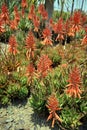 Aloe flower, a genus of monocots native to the hot and arid regions