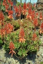 Aloe flower, a genus of monocots native to the hot and arid regions