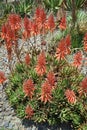 Aloe flower, a genus of monocots native to the hot and arid regions Royalty Free Stock Photo