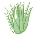 Aloe flower icon, cactus for botanical decoration