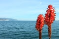 Aloe flower over sea