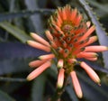 Aloe - flowering succulent plant. Aloe in blooming