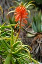 Aloe - flowering succulent plant. Aloe in blooming. Aloe Flower.