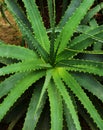 Aloe - flowering succulent plant
