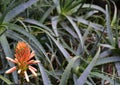 Aloe - flowering succulent plant. Aloe in blooming