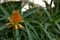 Aloe - flowering succulent plant. Aloe in blooming