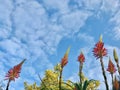 Aloe flowers against the blue sky. Hope concept. Royalty Free Stock Photo