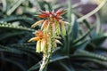 Aloe Flowers Royalty Free Stock Photo