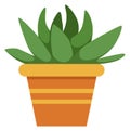 Aloe houseplant. Green plant in flowerpot. Home decoration