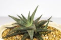 Aloe hybrid pink blush succulent top view closeup .selective focus Royalty Free Stock Photo