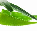 Aloe juice drop close up Royalty Free Stock Photo