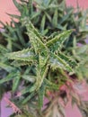 Aloe juvenna is a species of liliopsida of the genus Aloe, Royalty Free Stock Photo