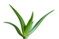 Aloe leaf isolated white background Royalty Free Stock Photo