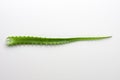 Green aloe leaves Royalty Free Stock Photo