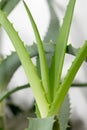 Aloe Royalty Free Stock Photo