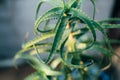 Aloe leaves close up. Growing medicinal plants at home. Health care Royalty Free Stock Photo