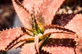 Aloe longibracteata variety plant