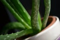 Aloe 3 Royalty Free Stock Photo