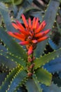 Italian Aloe flower in macro