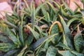 Aloe maculata