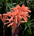 Aloe maculata, Soap aloe, Zebra aloe