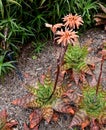 Aloe maculata, Soap aloe, Zebra aloe