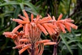 Aloe maculata, Soap aloe, Zebra aloe