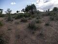 Aloe mcloughlinii, locality, Dire Dawa, southern Ethiopia Royalty Free Stock Photo