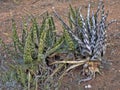 Aloe mcloughlinii, locality, Dire Dawa, southern Ethiopia Royalty Free Stock Photo