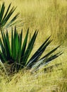 Aloe and Mexican Feather Grass