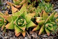 Aloe nobilis, Golden Toothed Aloe