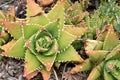 Aloe nobilis, Golden Toothed Aloe