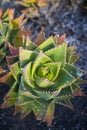 Aloe perfoliata or mitre aloe, also commonly named Rubble Aloe