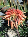 Aloe perfoliata var distans