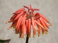 Aloe perfoliata var distans