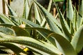 Aloe Plant