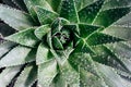 Aloe plant Royalty Free Stock Photo