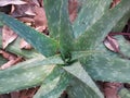 Aloe Plant