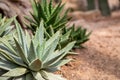 Aloe plant on desert sand soil. Tiny aloe vera with needle on leaf perspective photo. Flower shop banner template