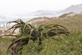 Aloe Plant and Dune Vegetation and Coastal Skyline Royalty Free Stock Photo