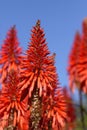 Aloe plant flower isolated on a blue sky background Royalty Free Stock Photo